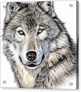 The Wolf Drawing by Nicole Zeug - Fine Art America