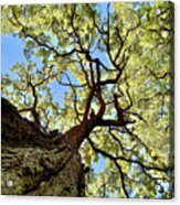 Things Are Looking Up - Mighty Oak In Lake Kegonsa Sp - Wi Acrylic Print