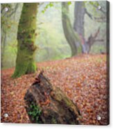 This Autumn Goes All The Way To 11 Acrylic Print