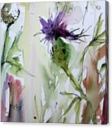 Thistles Modern Floral Art Watercolor And Ink By Ginette Acrylic Print
