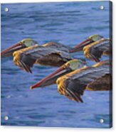 Three Brown Pelicans At Sunset Acrylic Print
