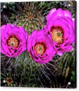 Three Cactus Blossoms Acrylic Print