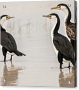 Three Cormorants Acrylic Print