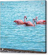 Three Flamingos On The Laguna Amarga Acrylic Print