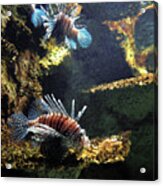 Three Lion Fish Swimming Acrylic Print