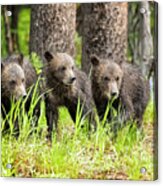 Three Of Four Of Grizzly 399's Cubs Acrylic Print