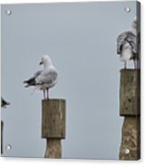 Three Of The Many Seagulls Near The Albatross Centre In Dunedin Acrylic Print