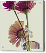 Three Overexposed Zinnias Acrylic Print