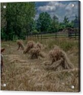 Threshing The Wheat Acrylic Print