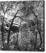 Through The Trees At The Lake Black And White Acrylic Print