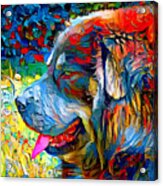 Tibetan Mastiff Dog Sitting Profile With Its Mouth Open - Colorful Palette Knife Oil Texture Acrylic Print