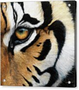 Tiger Eye Acrylic Print