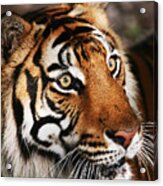Tiger Headshot Acrylic Print