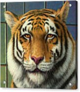 Tiger In Trouble Acrylic Print