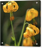 Tiger Lily On Dosewallips River Trail In Olympic National Park Acrylic Print