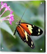 Tiger Longwing Butterfly And Pink Flowers 3 Acrylic Print