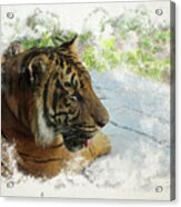 Tiger Portrait With Textures Acrylic Print