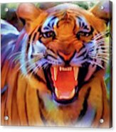 Tiger Rage Acrylic Print