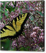 Tiger Swallowtail On Joe Pye Weed Acrylic Print