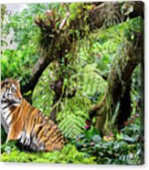Tiger Wood 2 Acrylic Print