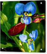 Tiny Blue Flower Acrylic Print