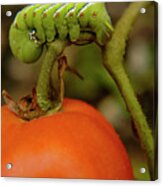 Tomato Horn Worm Devours A Tomato Acrylic Print