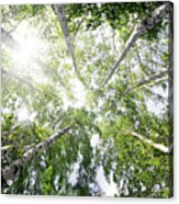 Top Of Summer Birch Trees Acrylic Print