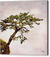 Torrey Pine Tree On A Rock Acrylic Print