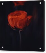 Touch Of Red Acrylic Print