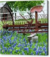 Tractor In Bluebonnets Acrylic Print