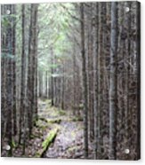 Trail In Northern Maine Woods Acrylic Print