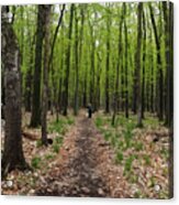Trail In The Forest Acrylic Print