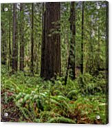 Trail Through The Redwoods Pano Acrylic Print