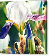Translucent Iris Acrylic Print