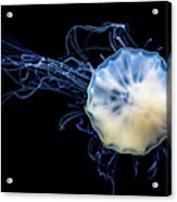 Transparent Jellyfish With Long Poisonous Tentacles Acrylic Print