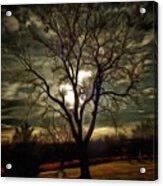 Tree At Sunset Acrylic Print