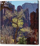 Tree At Zion National Park Acrylic Print