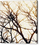Tree Branches Abstract 1 Acrylic Print