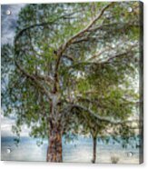 Tree By The Lake Acrylic Print