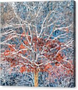 Tree Of Two Seasons Acrylic Print
