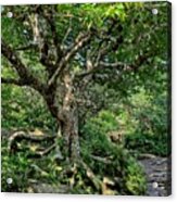 Tree Of Wonder Acrylic Print