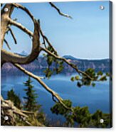 Tree Overlooking Crater Lake, Oregon Acrylic Print