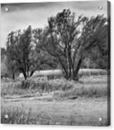 Trees In A Farmers Field Acrylic Print