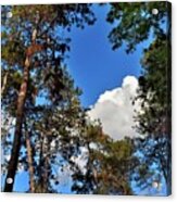 Trees In An Embrace With Clouds Acrylic Print