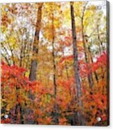 Trees In Fall Colors Acrylic Print