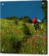 Trekking Among The Wildflowers Acrylic Print