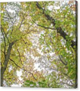 Trent Park Trees Fall 8 Acrylic Print