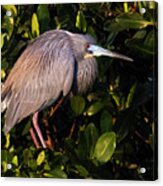 Tri Colored Heron Perched Acrylic Print