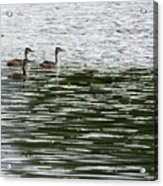 Trio. Great Crested Grebe, Young Acrylic Print