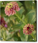 Trio Of Queen Lime Red Zinnias Acrylic Print